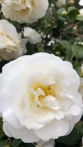 Camellia Wallpaper screenshot 3