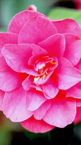 Camellia Wallpaper screenshot 9