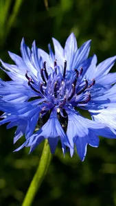 Cornflower Wallpaper screenshot 0