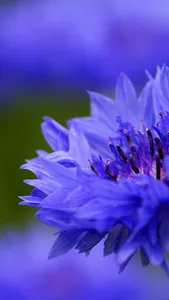 Cornflower Wallpaper screenshot 1