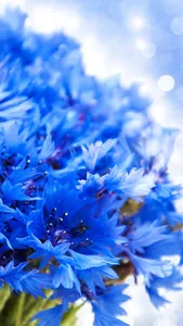 Cornflower Wallpaper screenshot 2