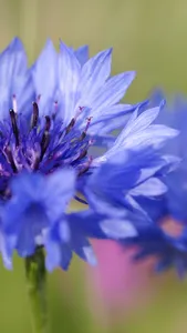 Cornflower Wallpaper screenshot 3
