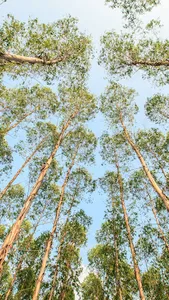 Eucalyptus Ficifolia Wallpaper screenshot 3