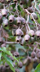Eucalyptus Ficifolia Wallpaper screenshot 6