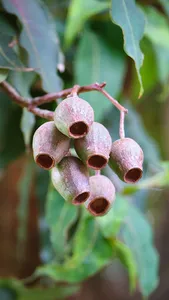 Eucalyptus Ficifolia Wallpaper screenshot 8