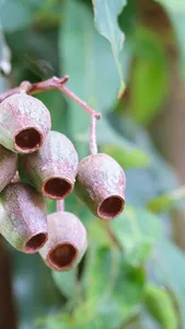 Eucalyptus Ficifolia Wallpaper screenshot 9