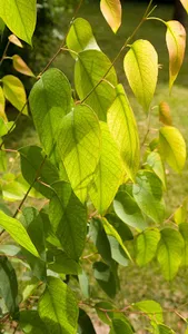 Eucalyptus Regnans Wallpaper screenshot 11