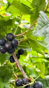 Genus Ribes Wallpaper screenshot 0