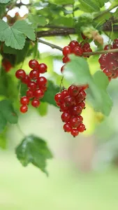 Genus Ribes Wallpaper screenshot 3