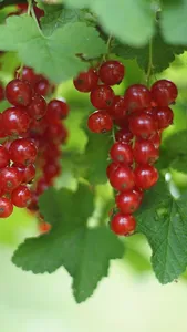 Genus Ribes Wallpaper screenshot 5
