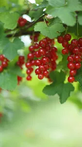 Genus Ribes Wallpaper screenshot 6