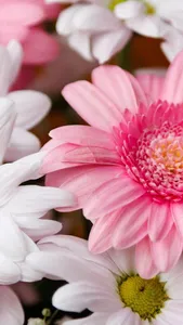 Gerbera Daisy Wallpaper screenshot 0