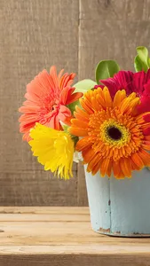 Gerbera Daisy Wallpaper screenshot 3