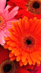 Gerbera Daisy Wallpaper screenshot 5