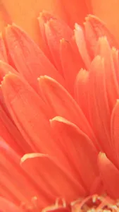 Gerbera Daisy Wallpaper screenshot 6