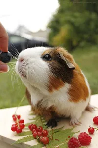 Guinea Pig Wallpapers HD screenshot 1