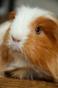 Guinea Pig Wallpapers HD screenshot 2