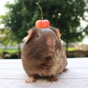 Guinea Pig Wallpapers HD screenshot 3