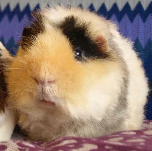 Guinea Pig Wallpapers HD screenshot 4