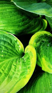 Hosta Wallpaper screenshot 2