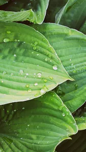 Hosta Wallpaper screenshot 3