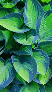 Hosta Wallpaper screenshot 4