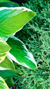 Hosta Wallpaper screenshot 9
