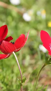 Japanese Anemone Wallpaper screenshot 11