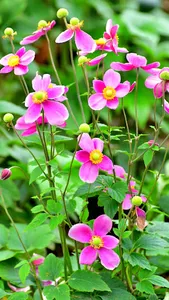 Japanese Anemone Wallpaper screenshot 2
