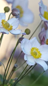 Japanese Anemone Wallpaper screenshot 4