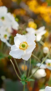 Japanese Anemone Wallpaper screenshot 9