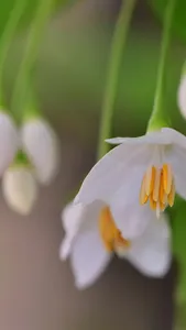 Japanese Snowbell Wallpaper screenshot 0