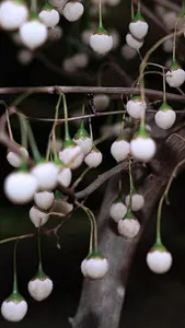 Japanese Snowbell Wallpaper screenshot 2