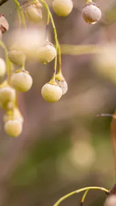 Japanese Snowbell Wallpaper screenshot 3