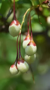 Japanese Snowbell Wallpaper screenshot 9