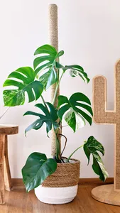 Monstera Deliciosa Wallpaper screenshot 0