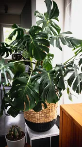 Monstera Deliciosa Wallpaper screenshot 2