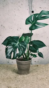 Monstera Deliciosa Wallpaper screenshot 3