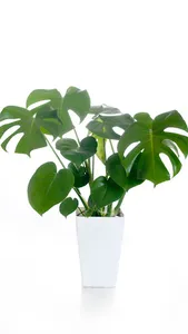Monstera Deliciosa Wallpaper screenshot 9