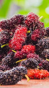 Mulberry Wallpaper screenshot 0