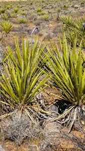Yucca Wallpaper screenshot 1