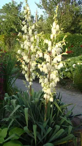 Yucca Wallpaper screenshot 2