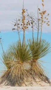 Yucca Wallpaper screenshot 3