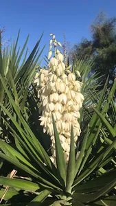 Yucca Wallpaper screenshot 4