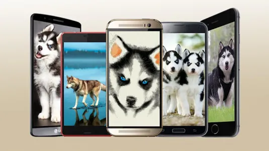 Husky Wallpaper HD screenshot 0