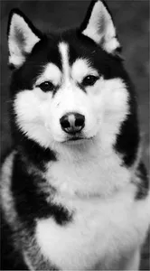 Husky Wallpaper HD screenshot 2
