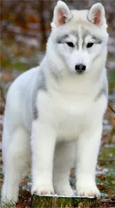 Husky Wallpaper HD screenshot 4