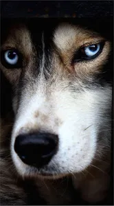 Husky Wallpaper HD screenshot 5