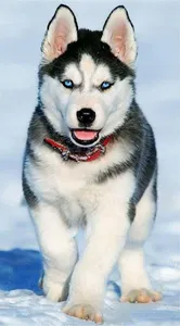 Husky Wallpaper HD screenshot 6