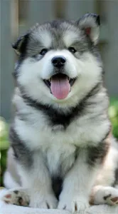 Husky Wallpaper HD screenshot 7
